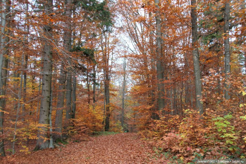 А я и не знала, что поздняя осень может быть такой красивой. Валентина Цвергназе