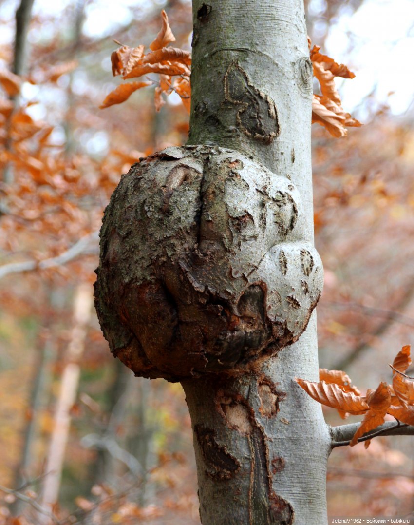 А я и не знала, что поздняя осень может быть такой красивой. Валентина Цвергназе