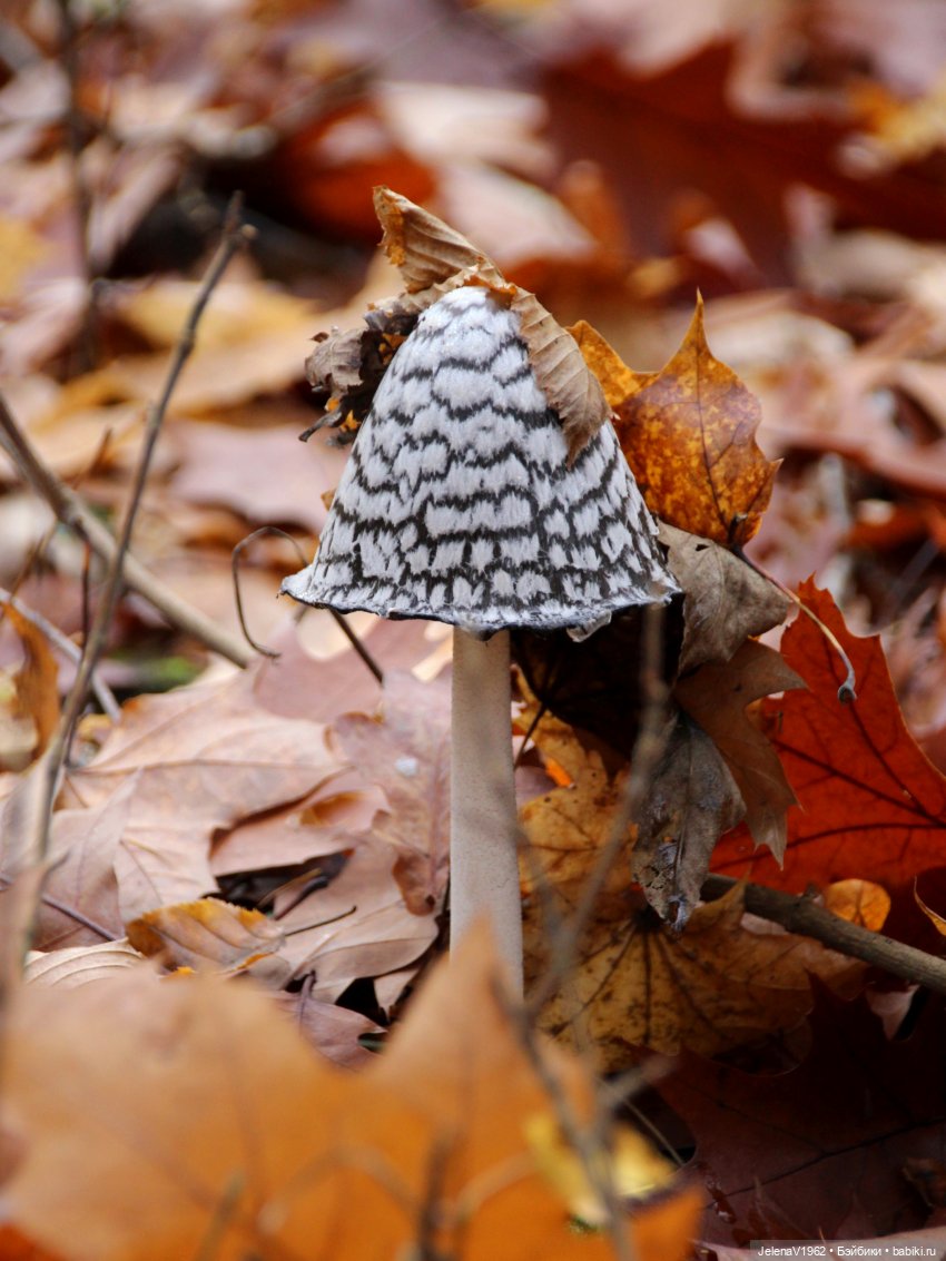 А я и не знала, что поздняя осень может быть такой красивой. Валентина Цвергназе