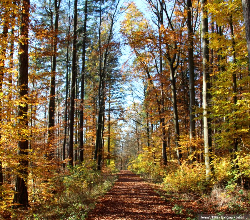 А я и не знала, что поздняя осень может быть такой красивой. Валентина Цвергназе