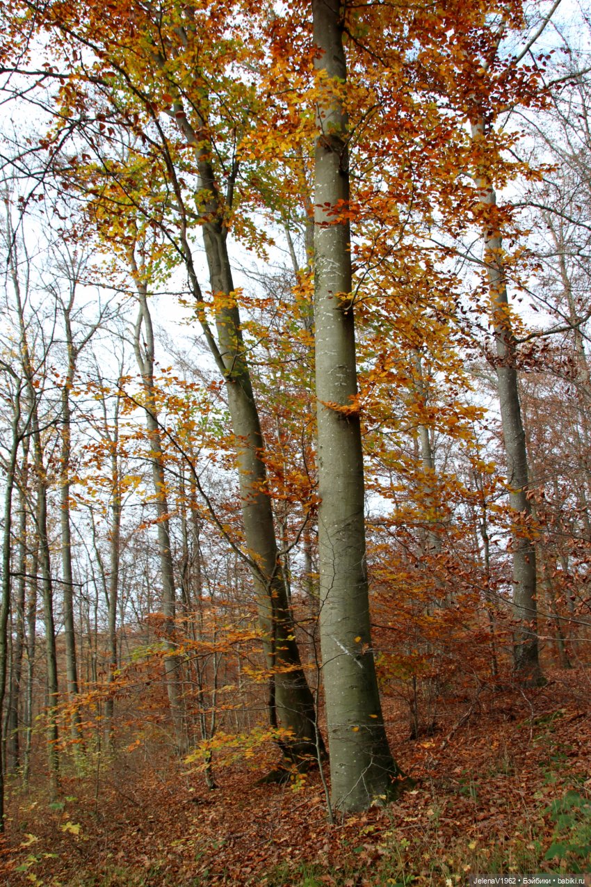 А я и не знала, что поздняя осень может быть такой красивой. Валентина Цвергназе