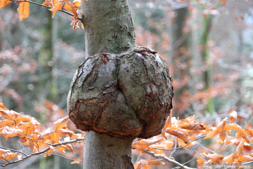 А я и не знала, что поздняя осень может быть такой красивой. Валентина Цвергназе