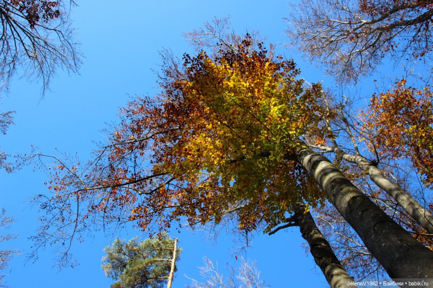 А я и не знала, что поздняя осень может быть такой красивой. Валентина Цвергназе