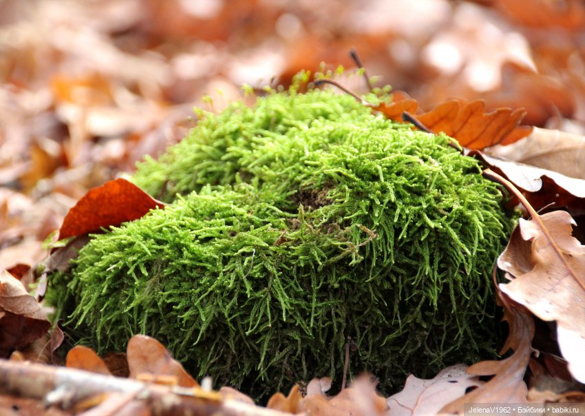 А я и не знала, что поздняя осень может быть такой красивой. Валентина Цвергназе