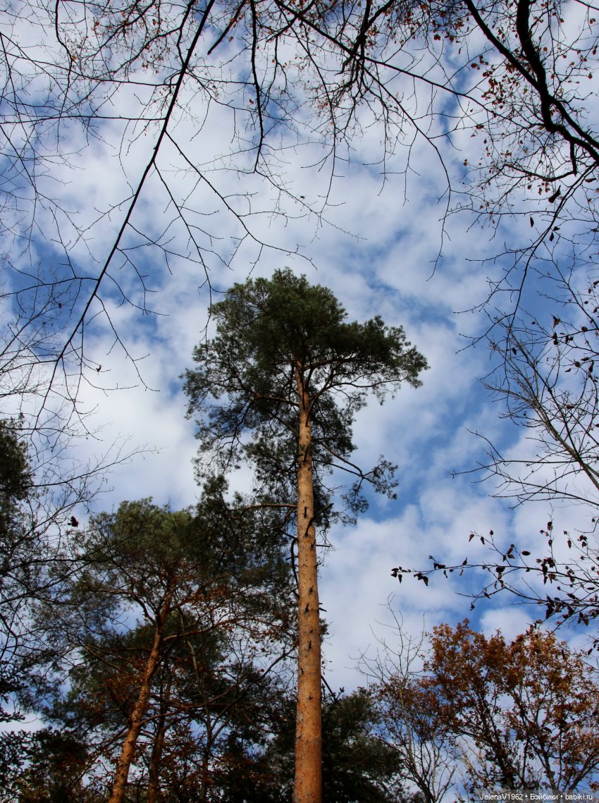 А я и не знала, что поздняя осень может быть такой красивой. Валентина Цвергназе