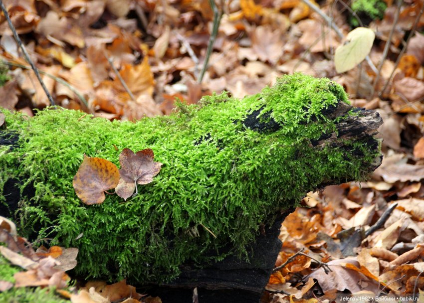 А я и не знала, что поздняя осень может быть такой красивой. Валентина Цвергназе