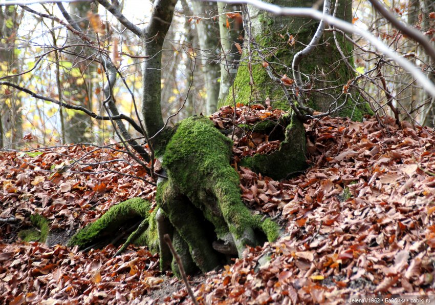 А я и не знала, что поздняя осень может быть такой красивой. Валентина Цвергназе