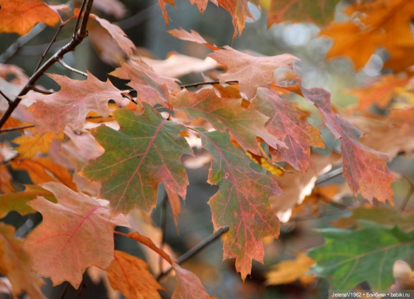 А я и не знала, что поздняя осень может быть такой красивой. Валентина Цвергназе