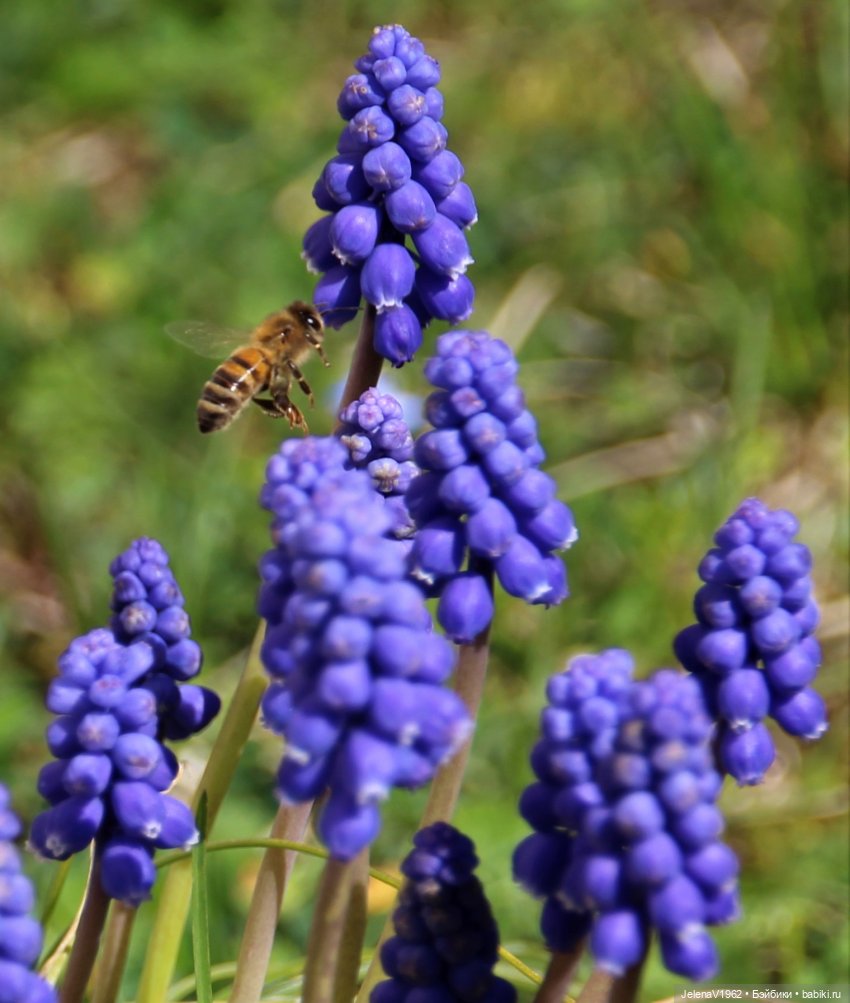 Весна, цветы и любимые куклы, что ещё для счастья надо