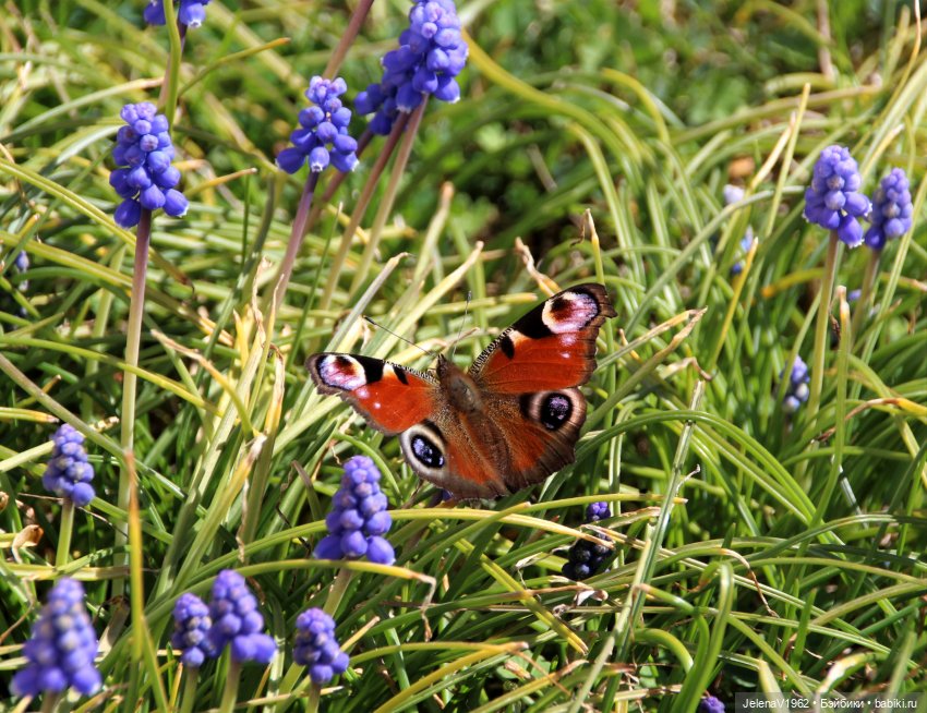 Весна, цветы и любимые куклы, что ещё для счастья надо