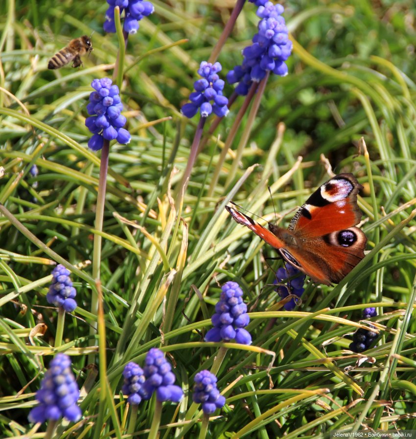 Весна, цветы и любимые куклы, что ещё для счастья надо