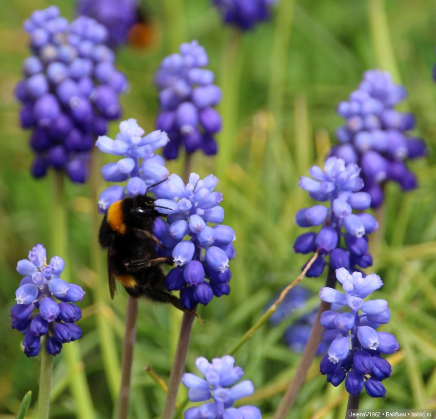 Весна, цветы и любимые куклы, что ещё для счастья надо