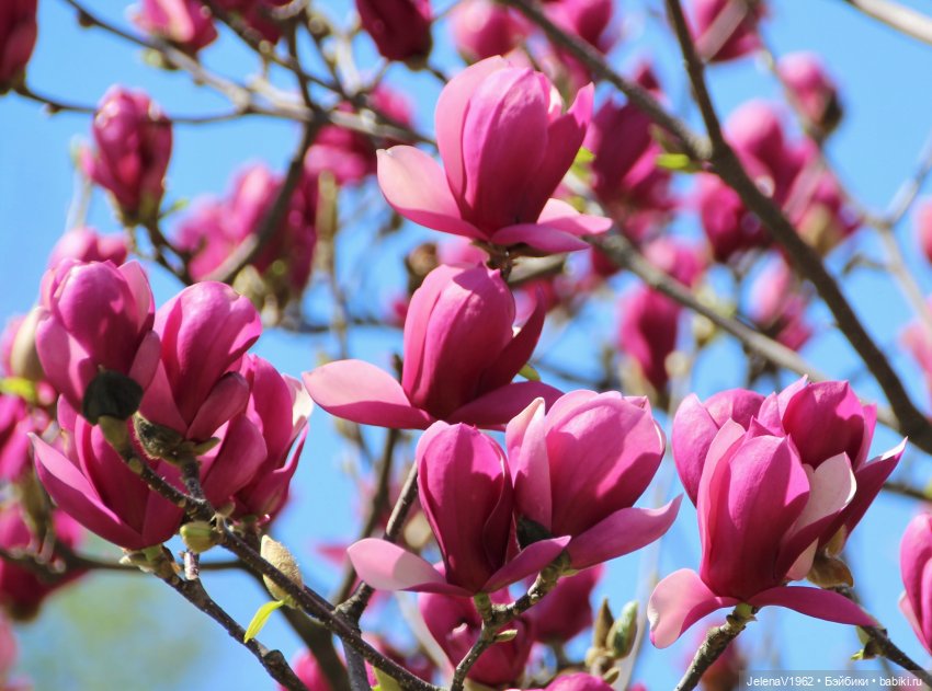Маленькая дверь в большой мир. Киев - столица Украины любопытными глазами Вихтелей (фото 7)