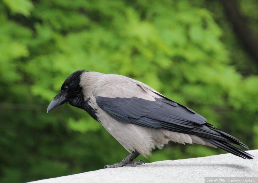 Маленькая дверь в большой мир. Киев - столица Украины любопытными глазами Вихтелей
