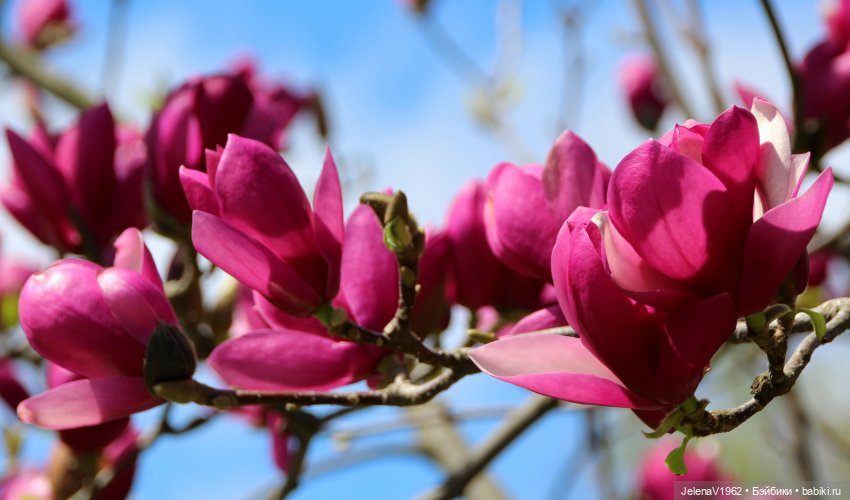 Маленькая дверь в большой мир. Киев - столица Украины любопытными глазами Вихтелей (фото 8)