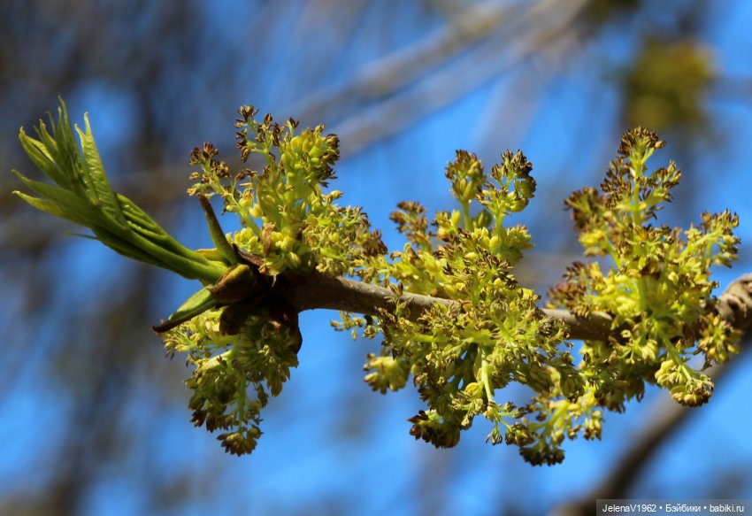 Маленькая дверь в большой мир. Киев - столица Украины любопытными глазами Вихтелей