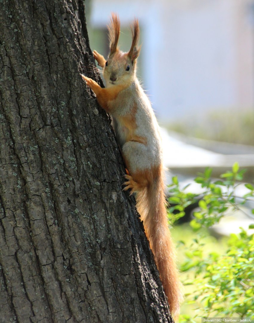 Маленькая дверь в большой мир. Киев - столица Украины любопытными глазами Вихтелей