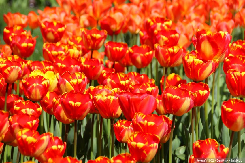 Маленькая дверь в большой мир. Киев - столица Украины любопытными глазами Вихтелей