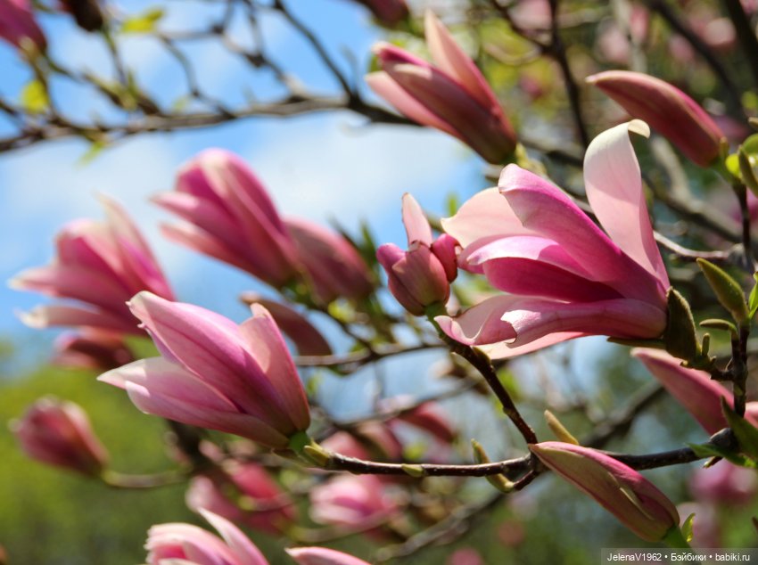 Маленькая дверь в большой мир. Киев - столица Украины любопытными глазами Вихтелей (фото 9)