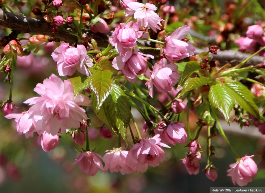 Маленькая дверь в большой мир. Киев - столица Украины любопытными глазами Вихтелей (фото 10)