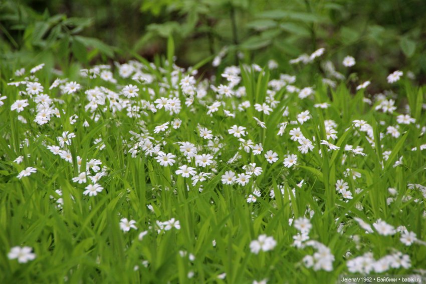 Маленькая дверь в большой мир. Киев - столица Украины любопытными глазами Вихтелей