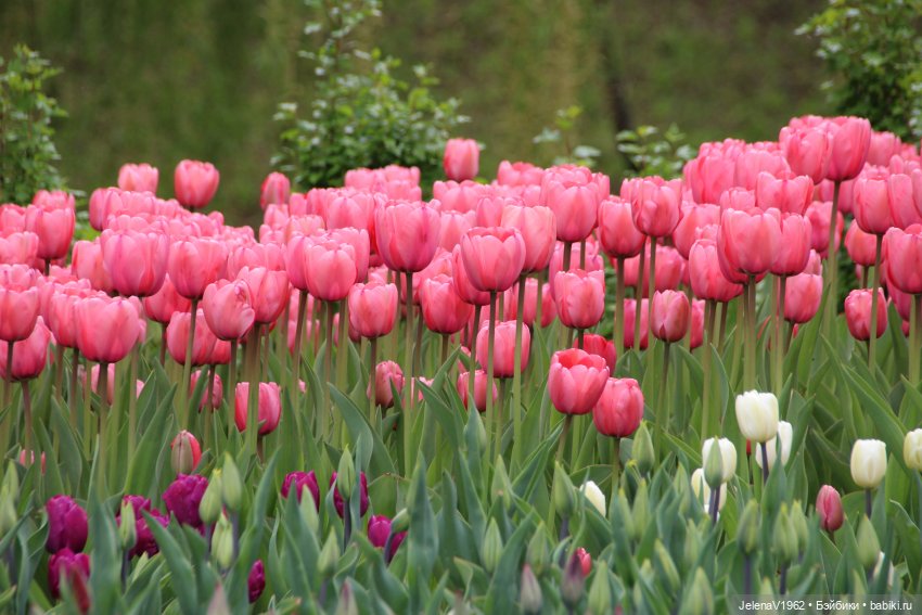 Маленькая дверь в большой мир. Киев - столица Украины любопытными глазами Вихтелей