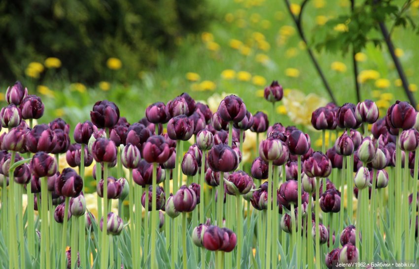 Маленькая дверь в большой мир. Киев - столица Украины любопытными глазами Вихтелей