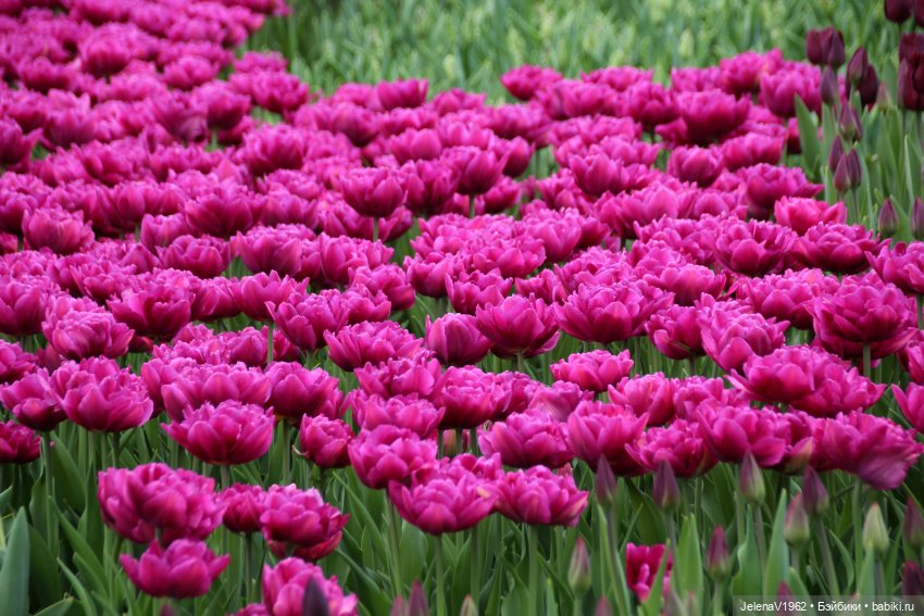 Маленькая дверь в большой мир. Киев - столица Украины любопытными глазами Вихтелей