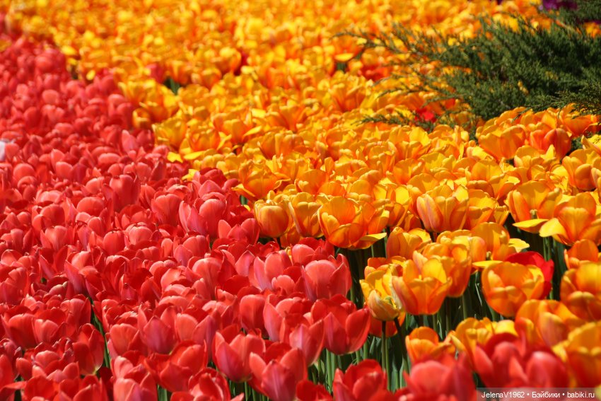 Маленькая дверь в большой мир. Киев - столица Украины любопытными глазами Вихтелей