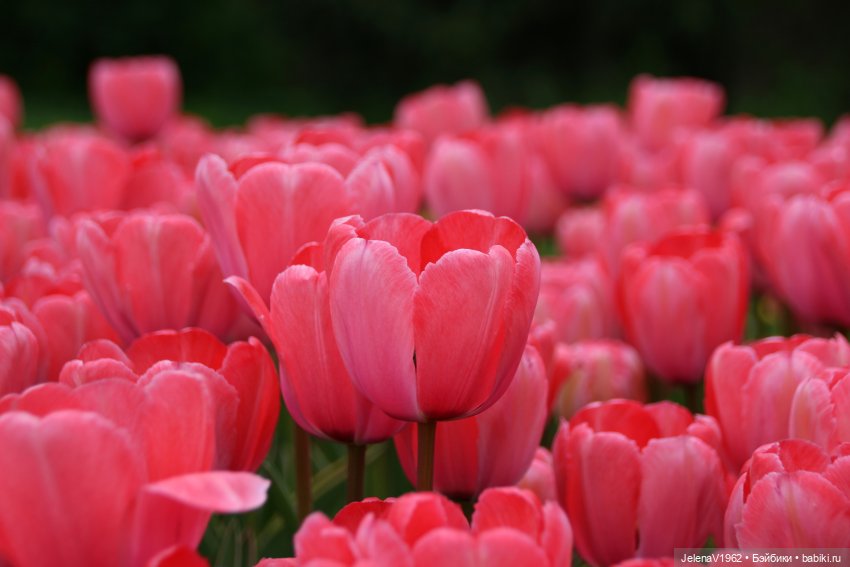 Маленькая дверь в большой мир. Киев - столица Украины любопытными глазами Вихтелей