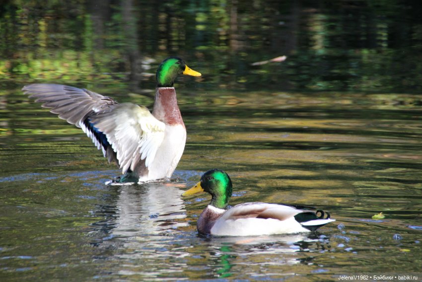 Осенние прогулки с Азалией Цвергназе (фото 8)