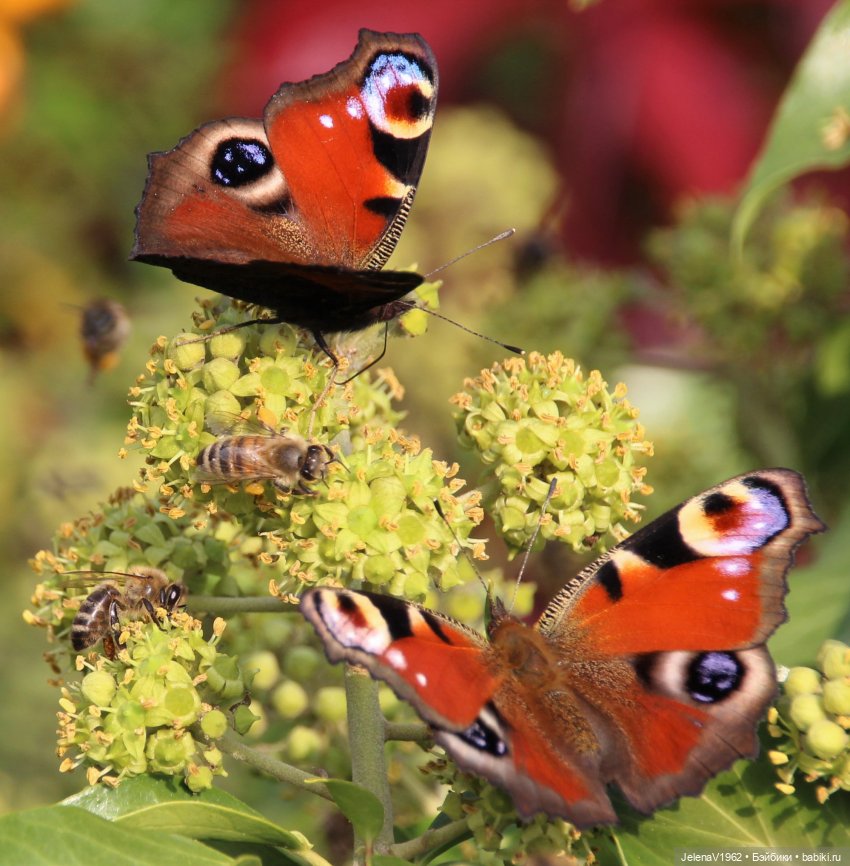 Осенние прогулки с Азалией Цвергназе (фото 3)
