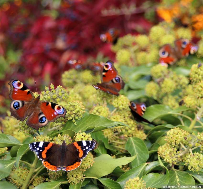Осенние прогулки с Азалией Цвергназе (фото 2)