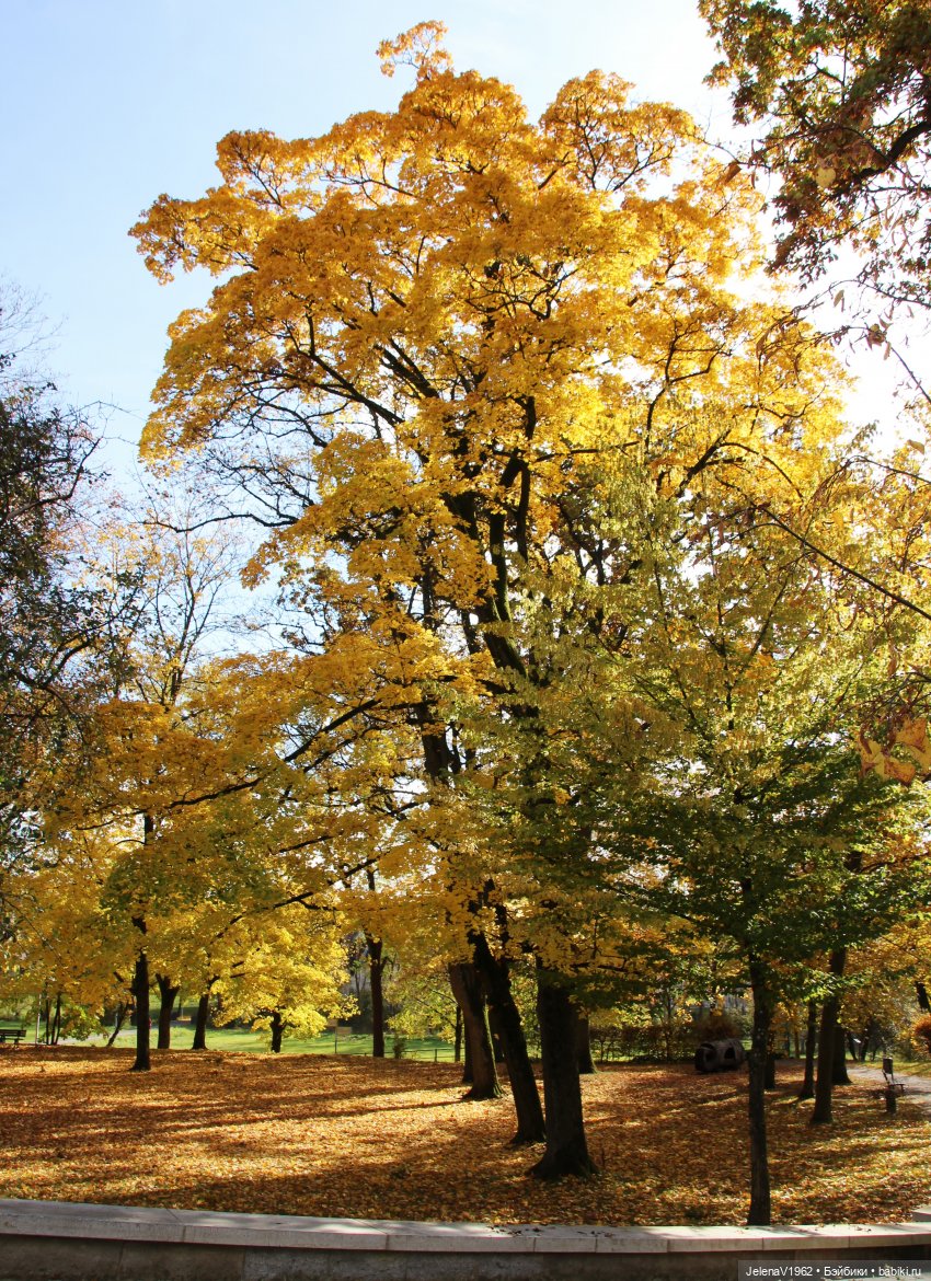 Осенние прогулки с Азалией Цвергназе