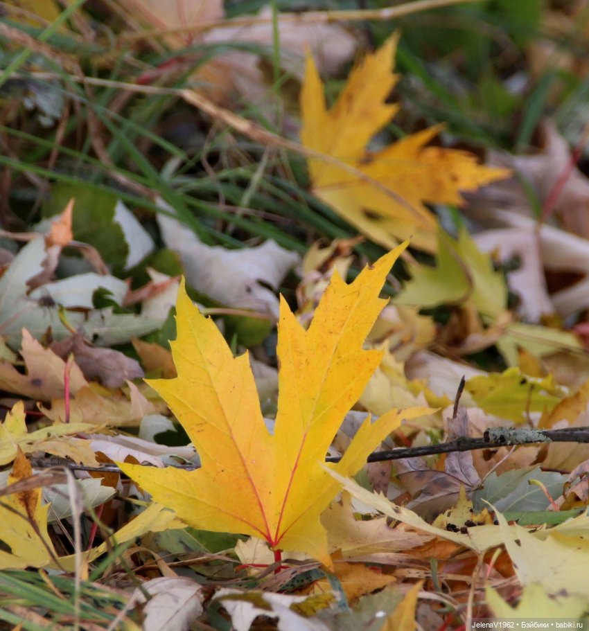 Осенние прогулки с Азалией Цвергназе