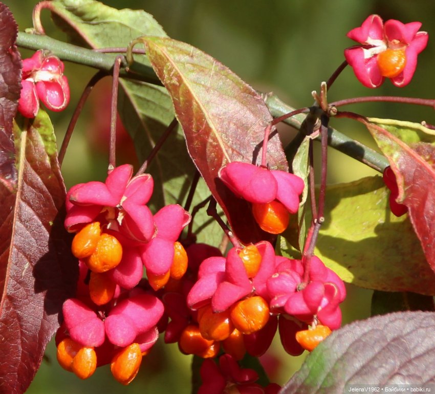 Осенние прогулки с Азалией Цвергназе