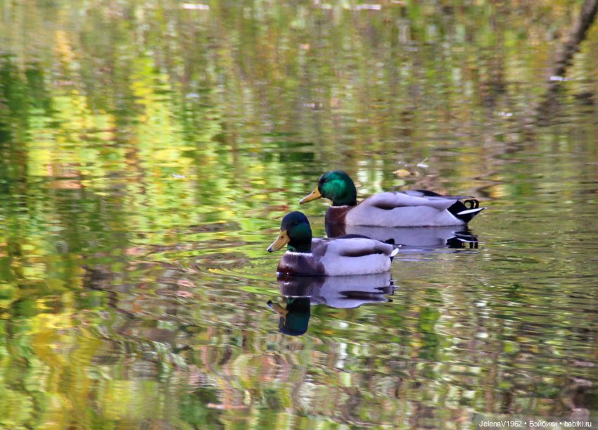 Осенние прогулки с Азалией Цвергназе (фото 9)