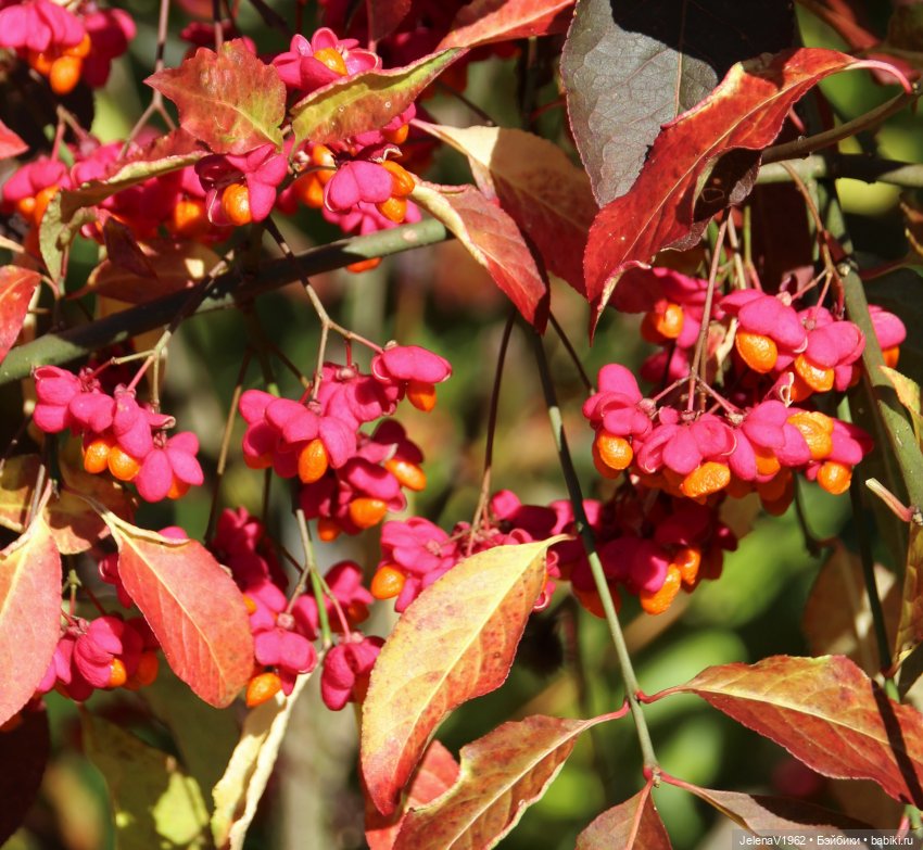 Осенние прогулки с Азалией Цвергназе