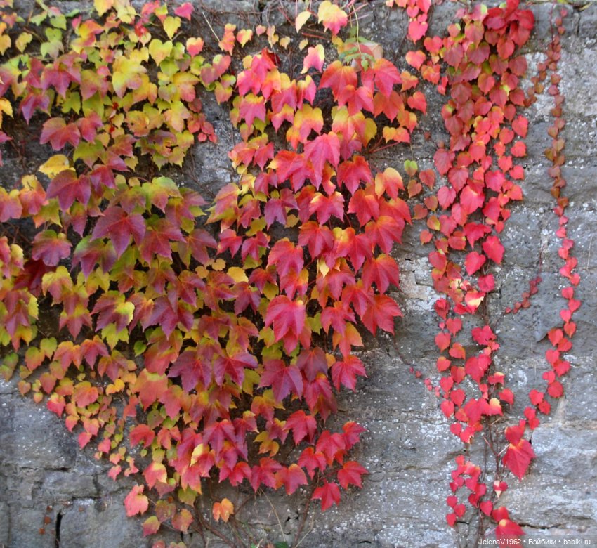 Осенние прогулки с Азалией Цвергназе