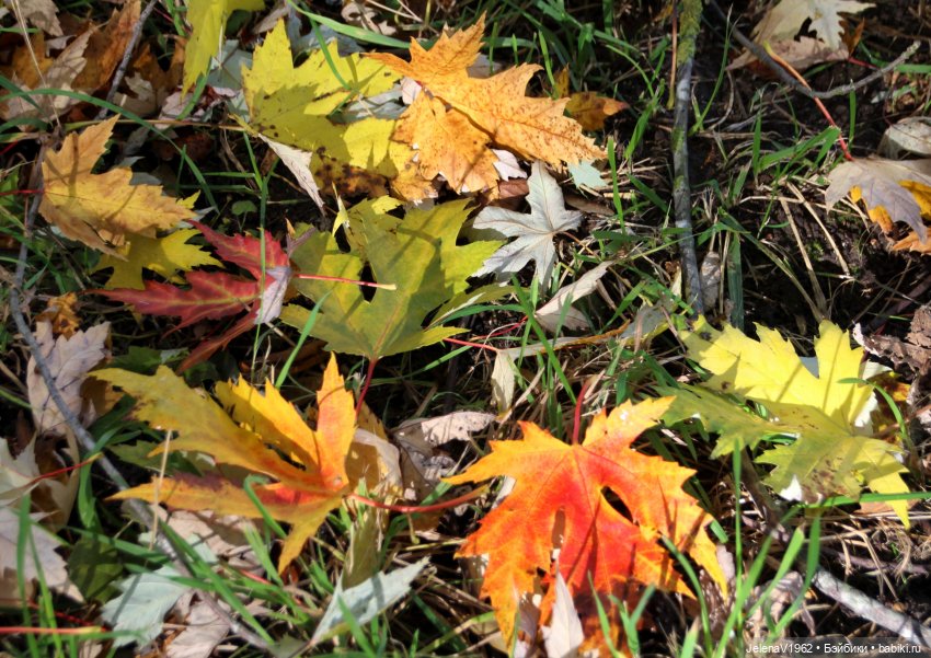 Осенние прогулки с Азалией Цвергназе