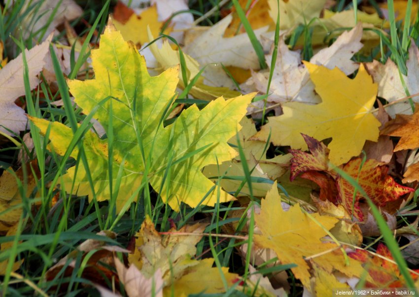 Осенние прогулки с Азалией Цвергназе