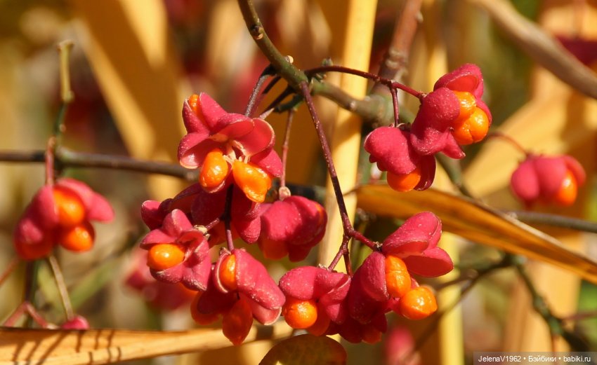 Осенние прогулки с Азалией Цвергназе