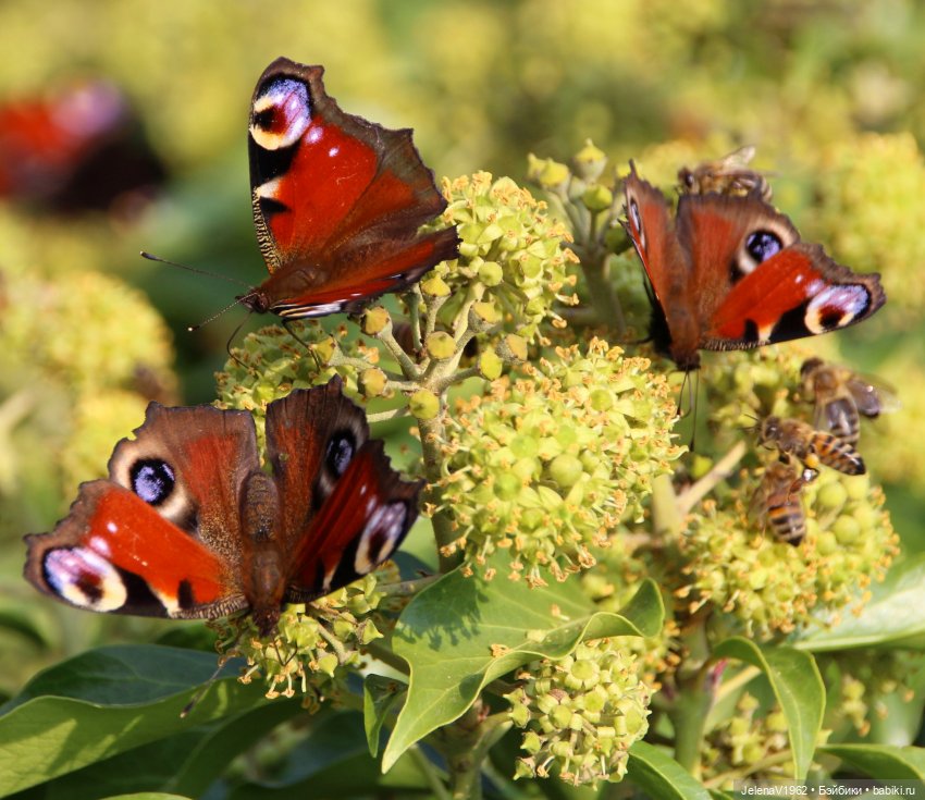 Осенние прогулки с Азалией Цвергназе