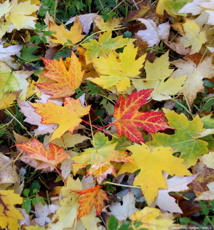Осенние прогулки с Азалией Цвергназе