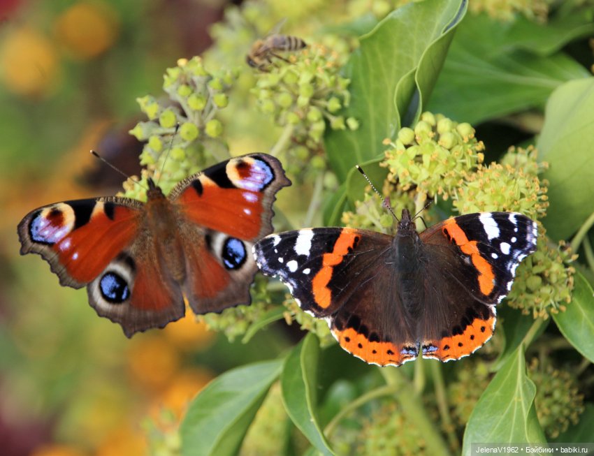 Осенние прогулки с Азалией Цвергназе (фото 4)
