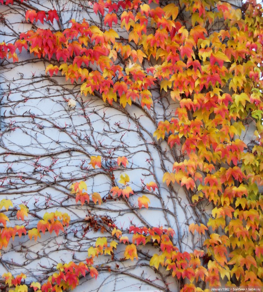 Осенние прогулки с Азалией Цвергназе