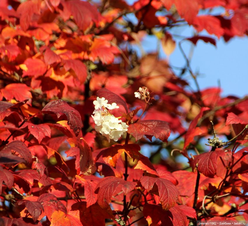 Осенние прогулки с Азалией Цвергназе