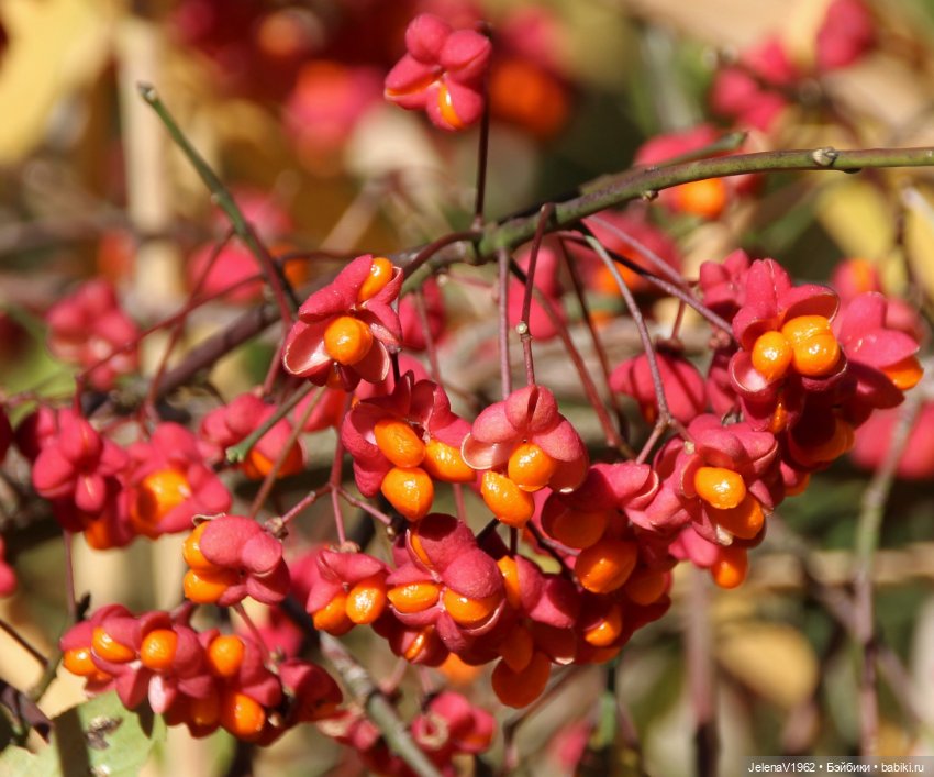 Осенние прогулки с Азалией Цвергназе