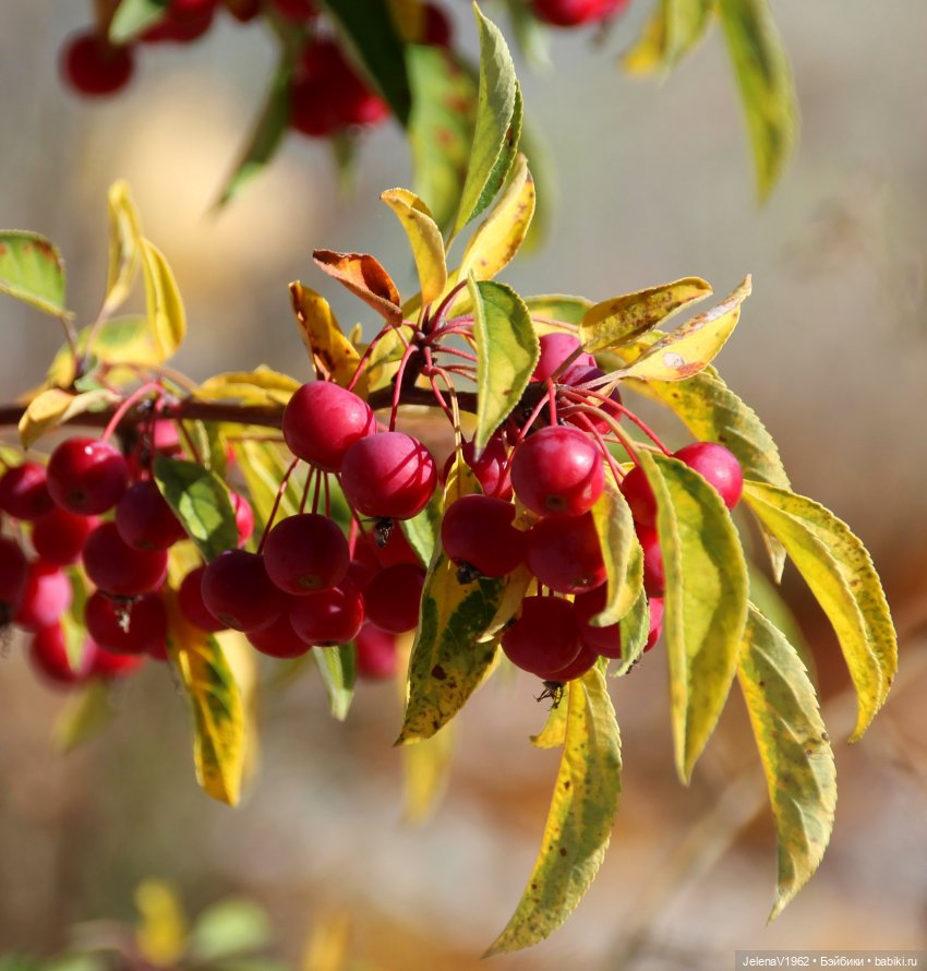 Осенние прогулки с Азалией Цвергназе