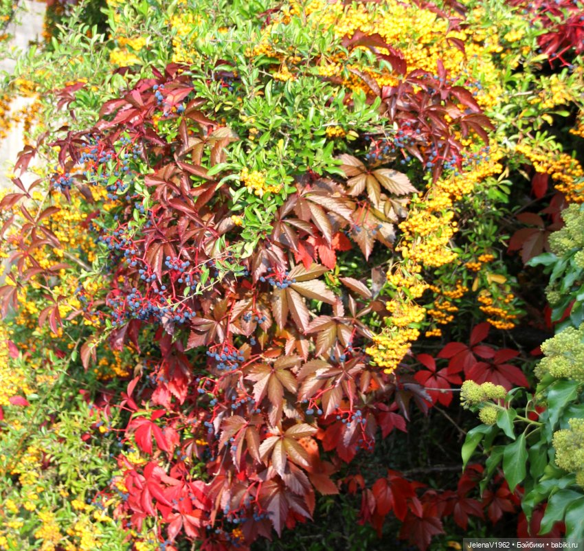 Осенние прогулки с Азалией Цвергназе (фото 5)